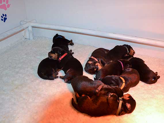 puppy's J-nest week 1